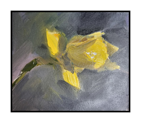 Studies: Daffodil