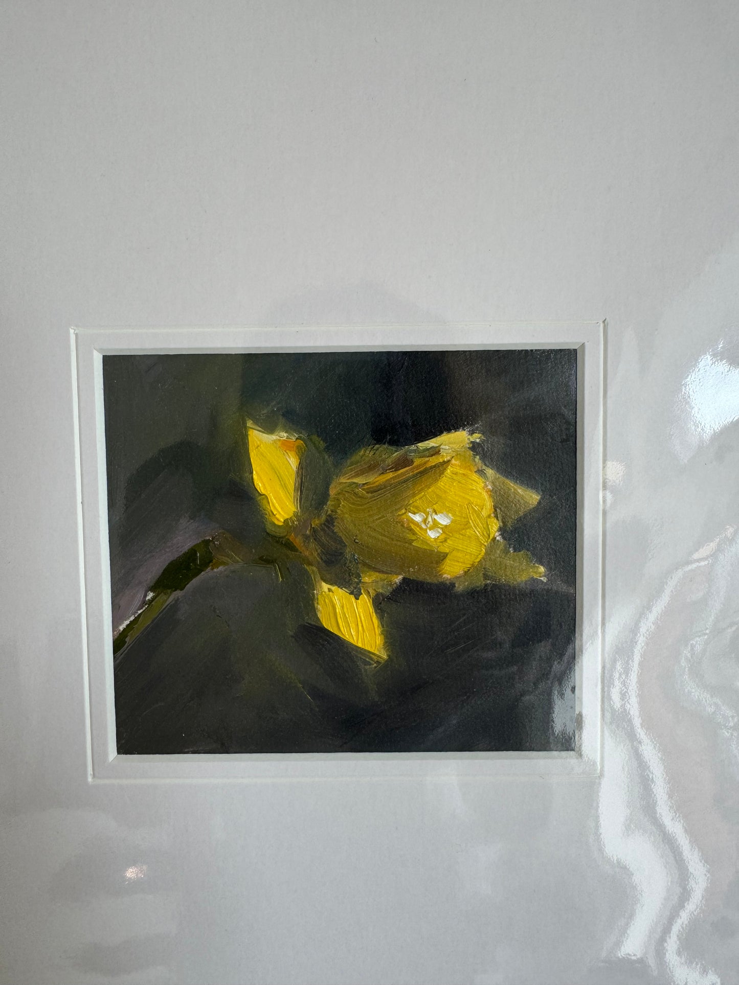 Studies: Daffodil